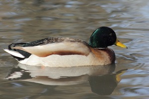 Mallard Floats By