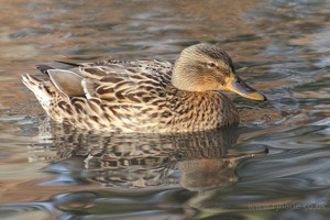 Female Mallard Looks Unimpressed