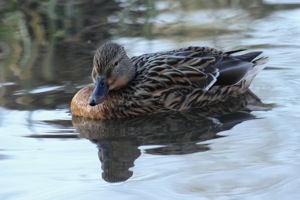 Female Mallard Searching for Food