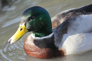 Mallard Close-Up