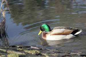 Mallard in the Reeds