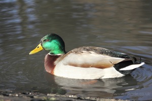 Mallard Floating By