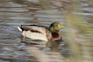 Dribbling Mallard