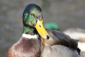 Portrait of a Mallard