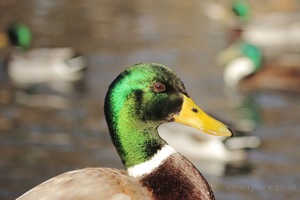 Posing Mallard