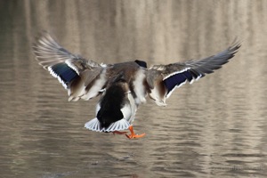 Coming in to Land