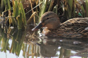 Female Mallard in the Reeds