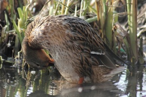 Female Mallard Preens Herself