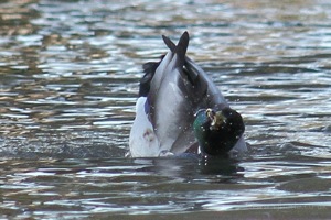 Mallard Washing