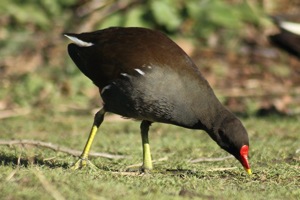 Moorhen Grazing
