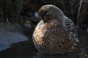 Female Mallard Preening