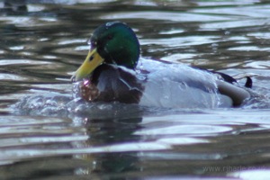 Water off a Ducks Back