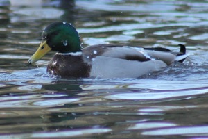 Water off a Ducks Back