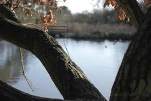 View Over the Ponds