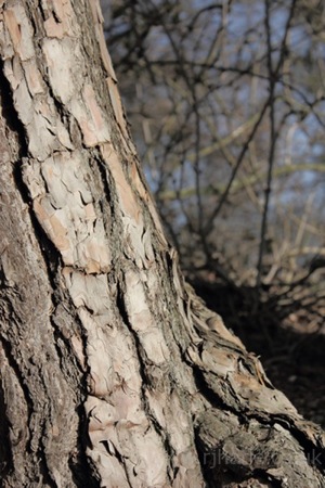 Tree Bark