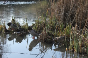 Mallards in the Reeds