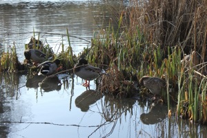 Mallards in the Reeds