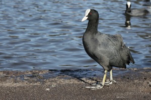 Strutting Moorhen