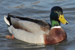 Mallard in the Lake