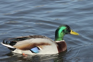 Suspicious Mallard