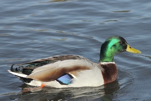 Suspicious Mallard