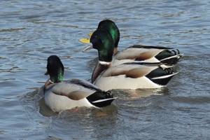 Gang of Mallards