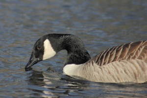 Goose and Reflection
