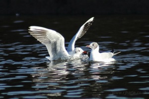 Seagull Splashdown
