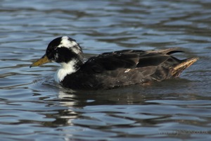 Camouflaged Mallard