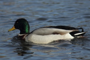 Mallard Swims By