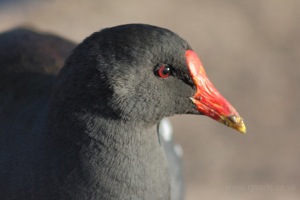 Moorhen Close Up