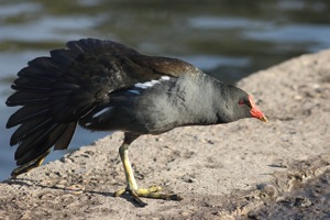 Moorhen Stretching