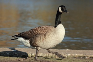 Goose Owns the Path