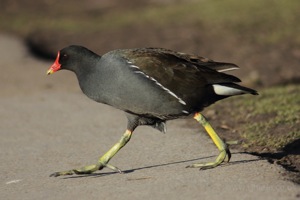 Strutting Moorhen