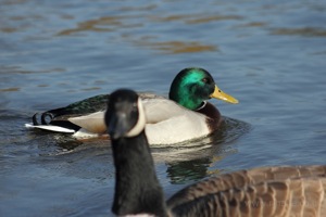 Goose PhotoBomb