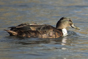 Female Mallard Swims By