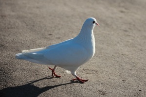 Pigeon on the Path