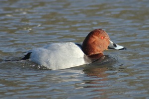 Redhead Duck