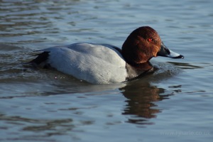 Redhead Duck