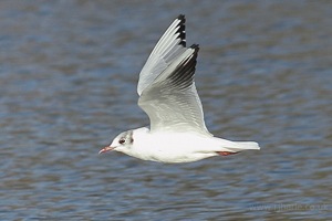 Seagull Flypast