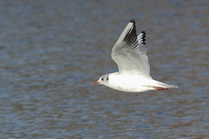 Seagull Flypast