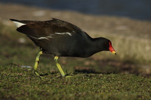 Moorhen Grazing