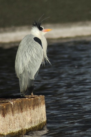 Heron on the Island