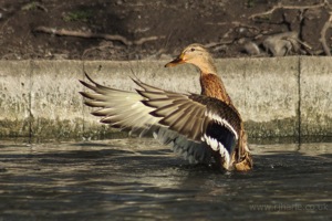 Female Mallard Flapping