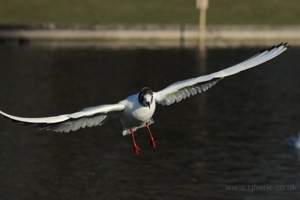 Seagull Hovering