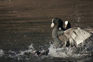 Moorhen Fight