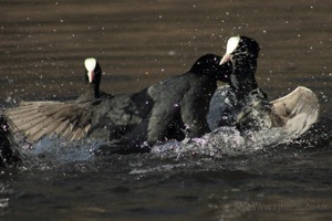 Moorhen Fight