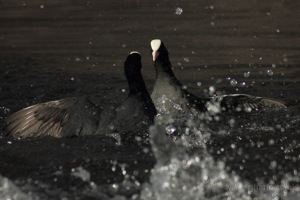 Moorhen Fight