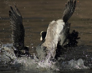 Moorhen Fight