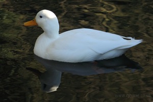 White Mallard